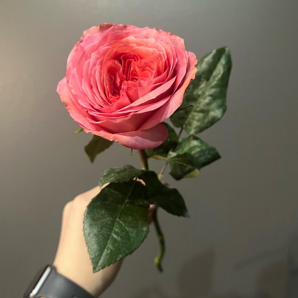 Роза пионовидная Pink Expression Роза пионовидная Pink Expression